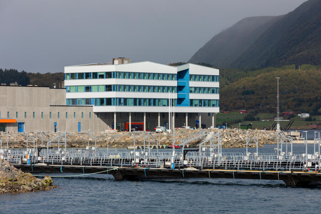 Nordlaks, Børøya (Norway)_Image9